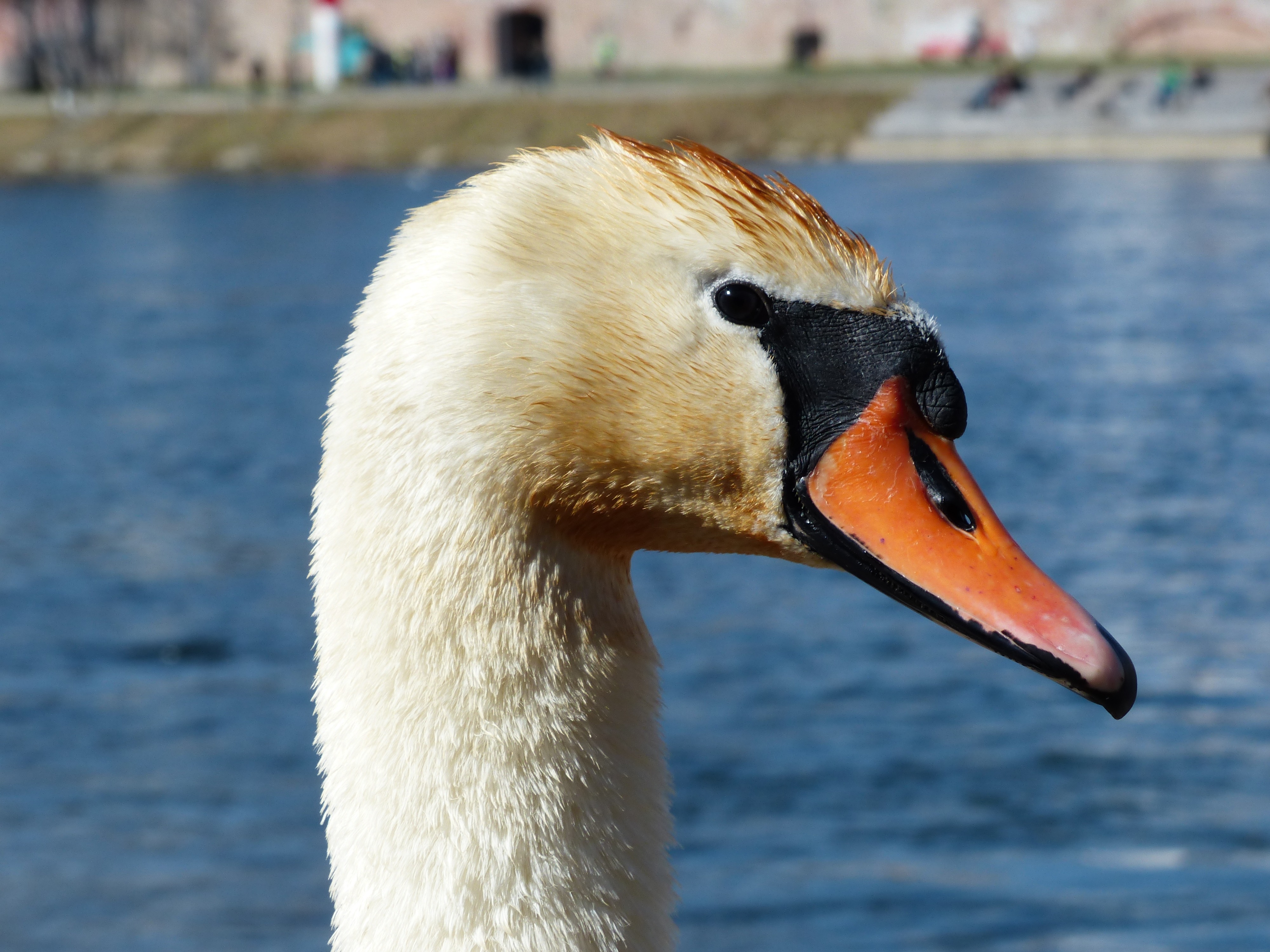 Head of a graceful swan free image download