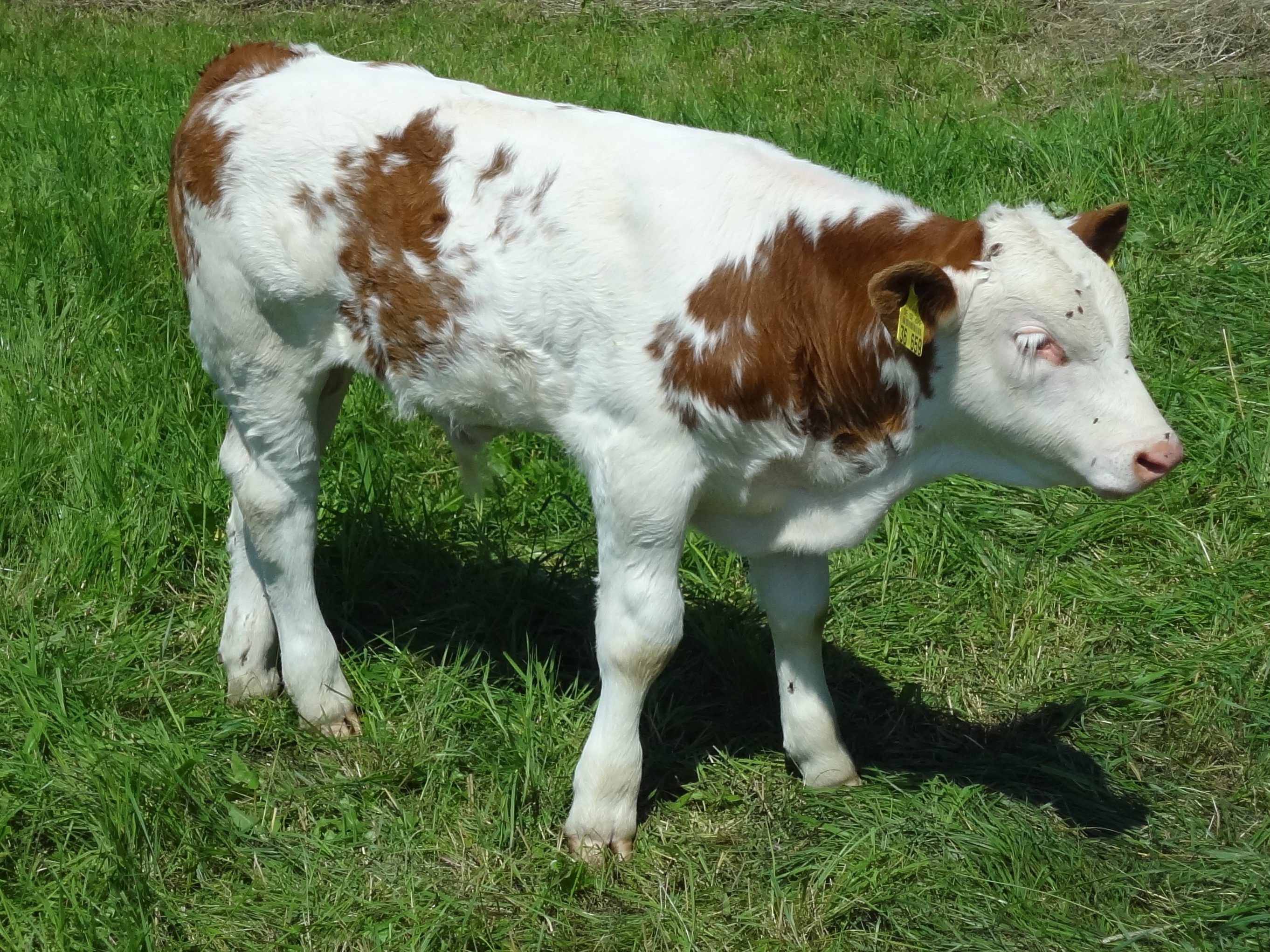 Calf Beef Young free image download