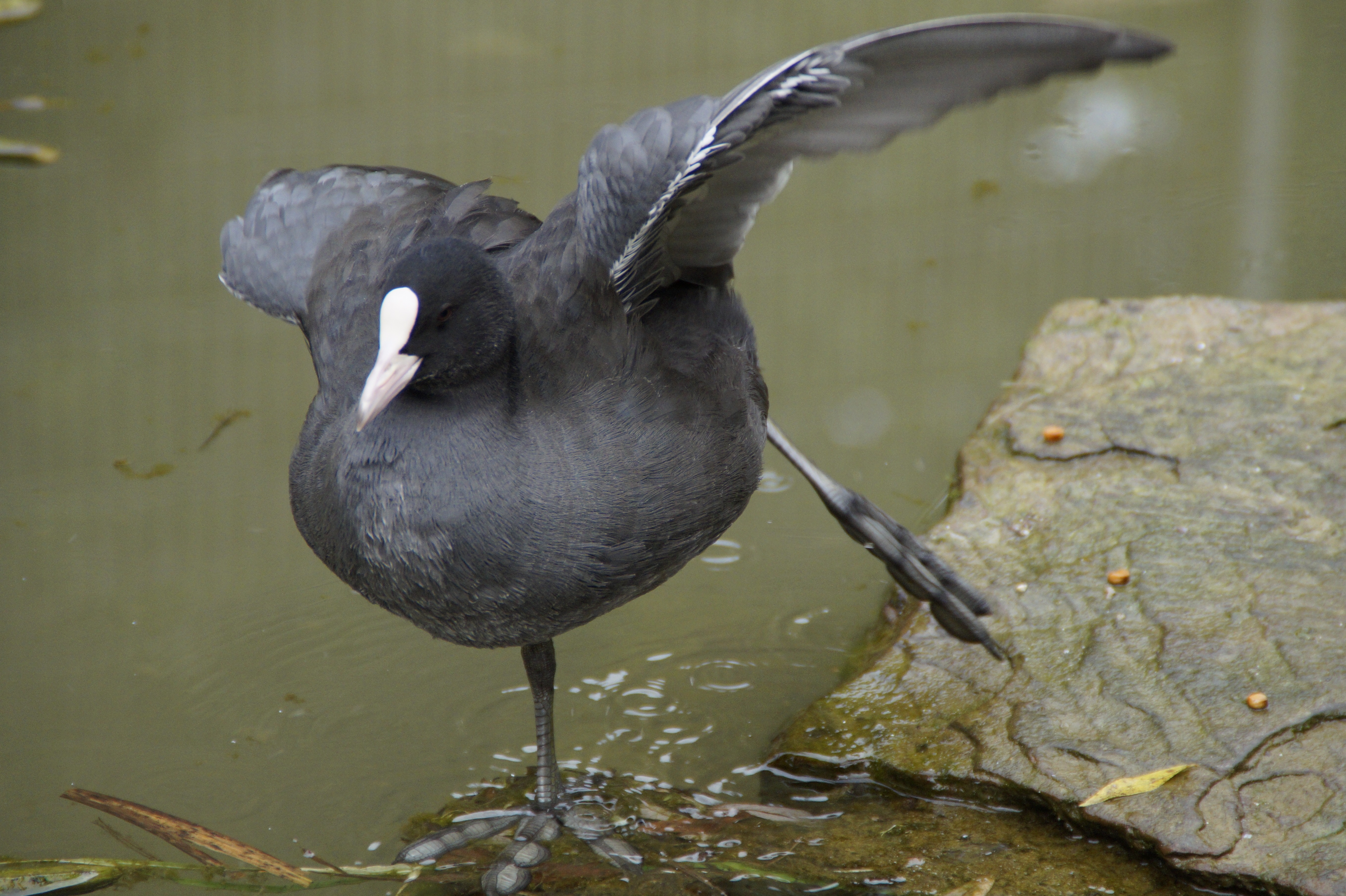 Утки черные с белым клювом фото