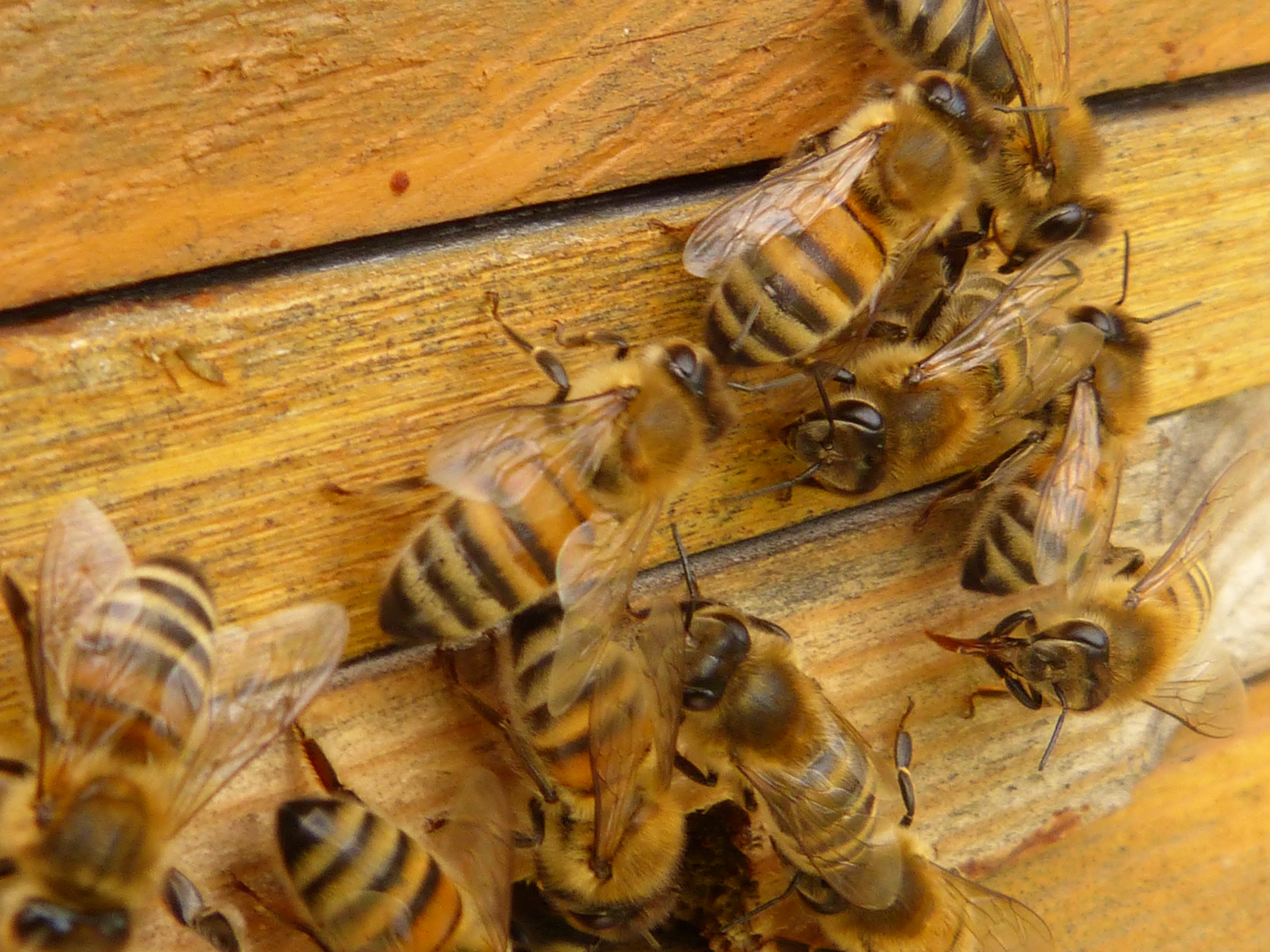 Пчелы тянут. Пчела АПИС Меллифера. Медоносная пчела улей. Пчелы в улье. Пчелы пасека.