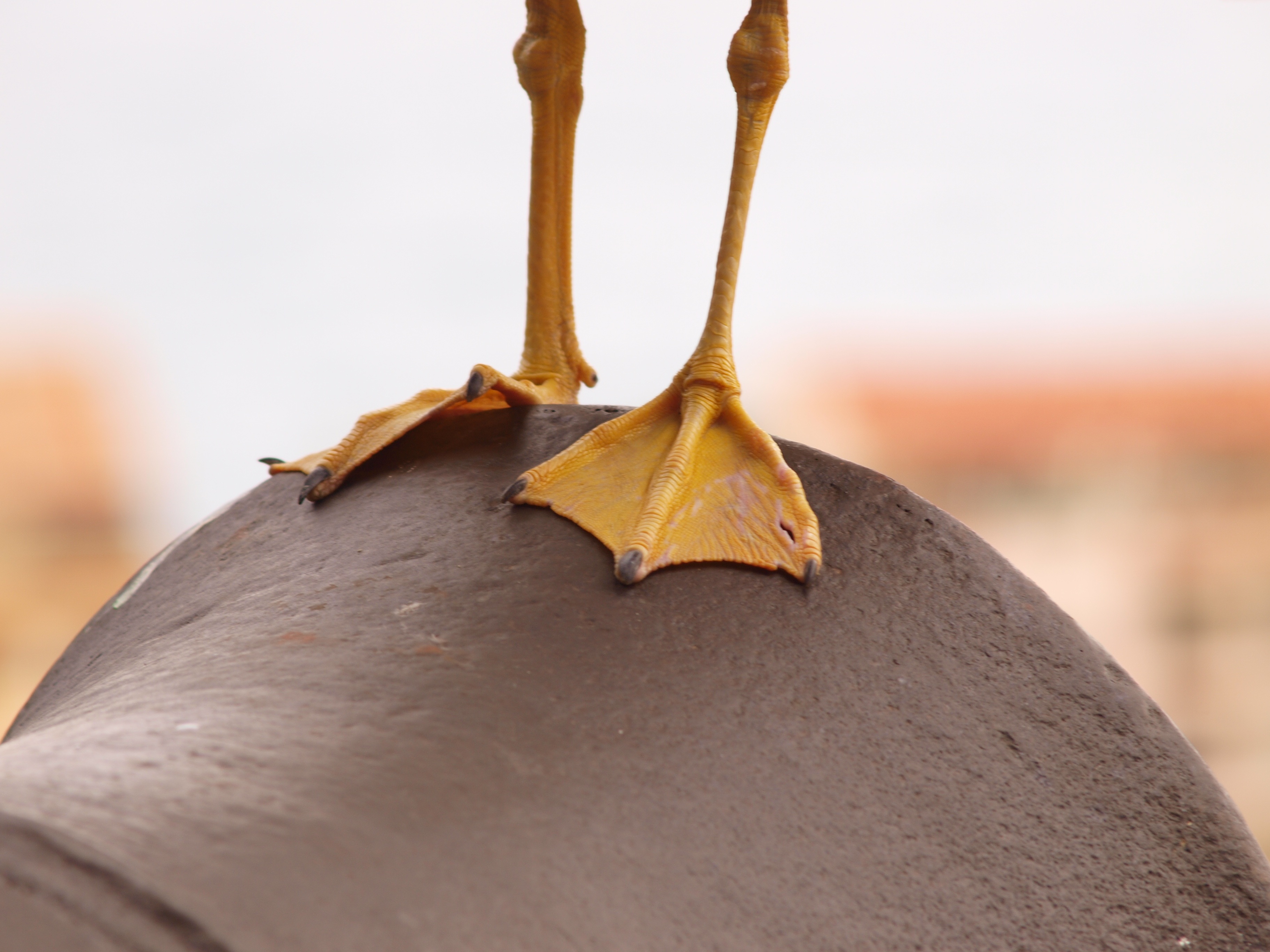 Bird's yellow legs free image download