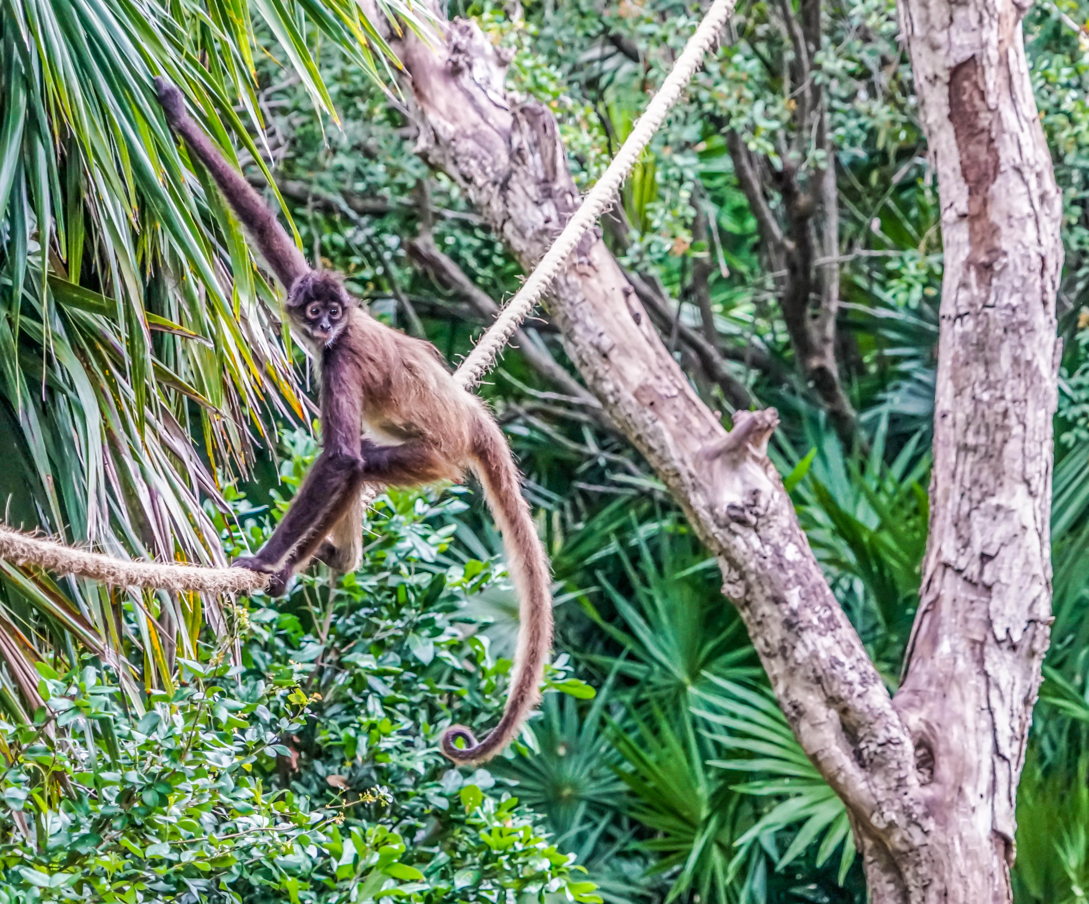Обезьяна обитание. Паукообразная обезьяна Коста Рика. Джунгли Африки шимпанзе. Обезьяны в джунглях. Обезьяны в тропиках.