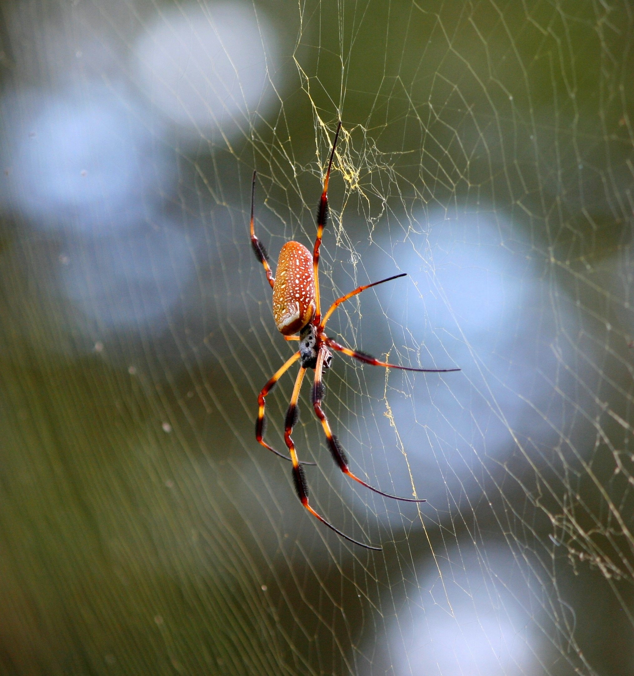 Golden silk Spider on a web free image download