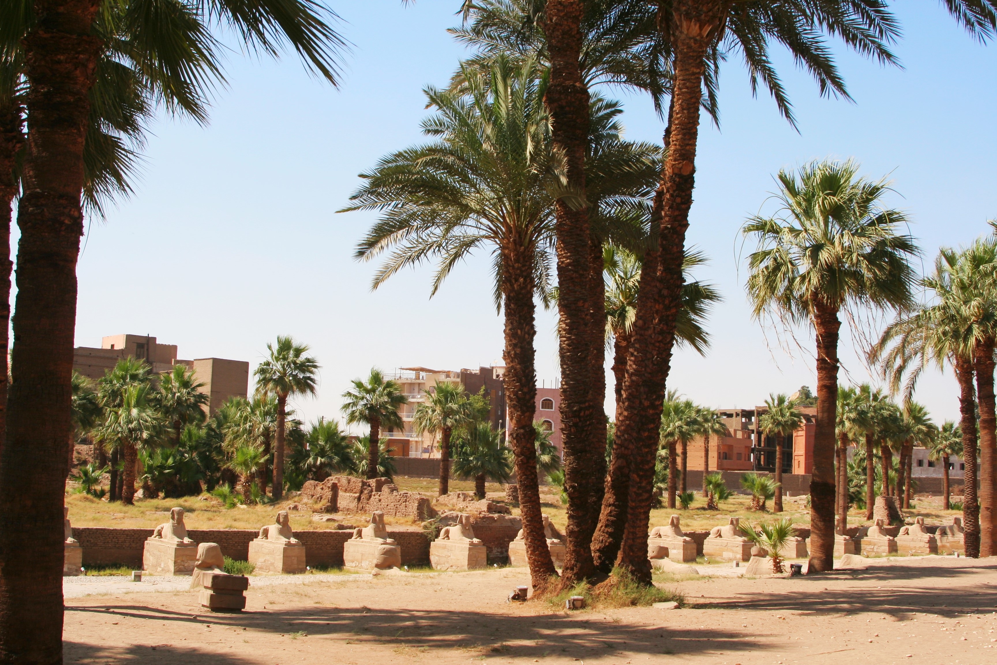 флора в египте