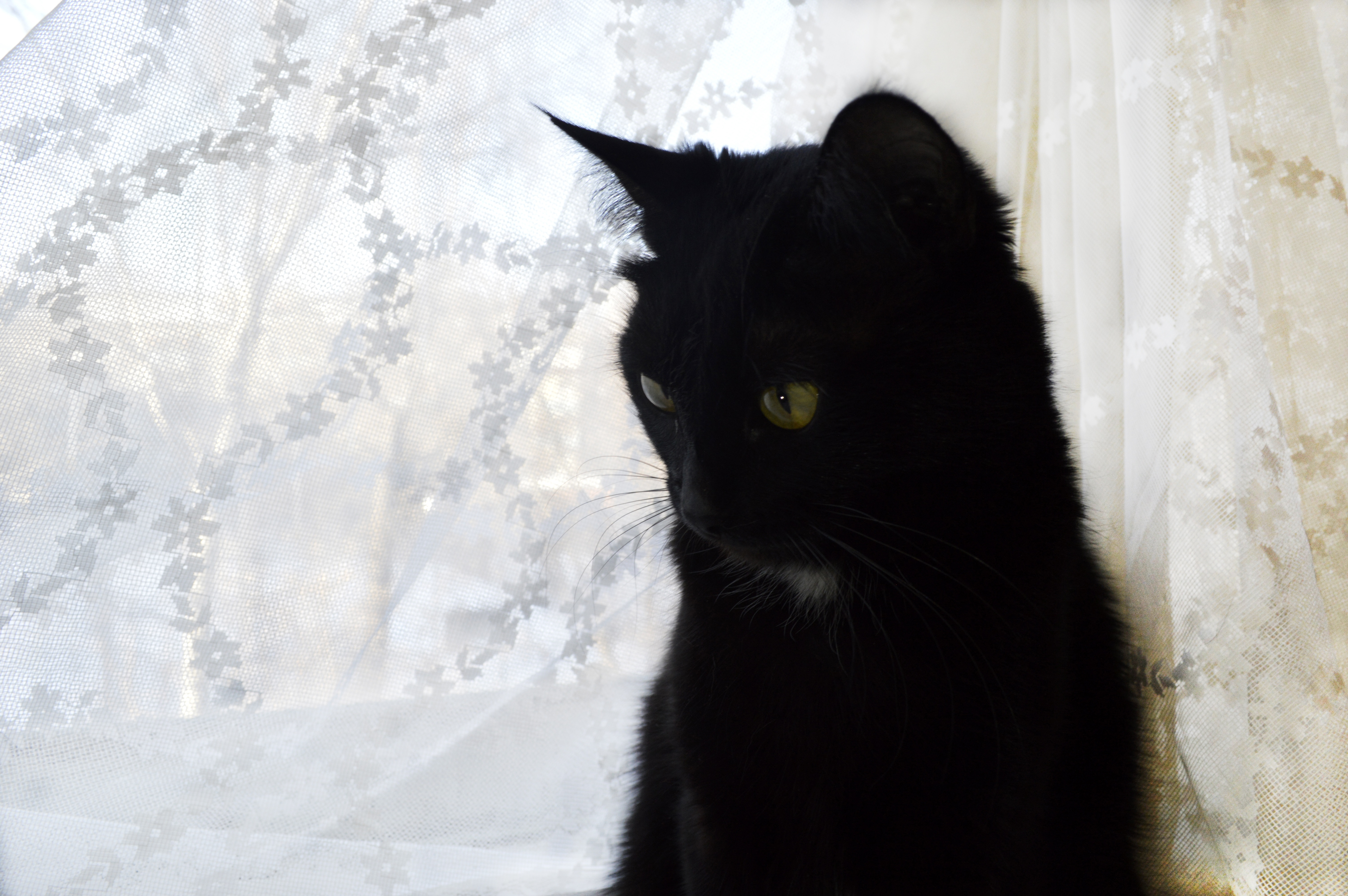 Черно белая кошка в доме