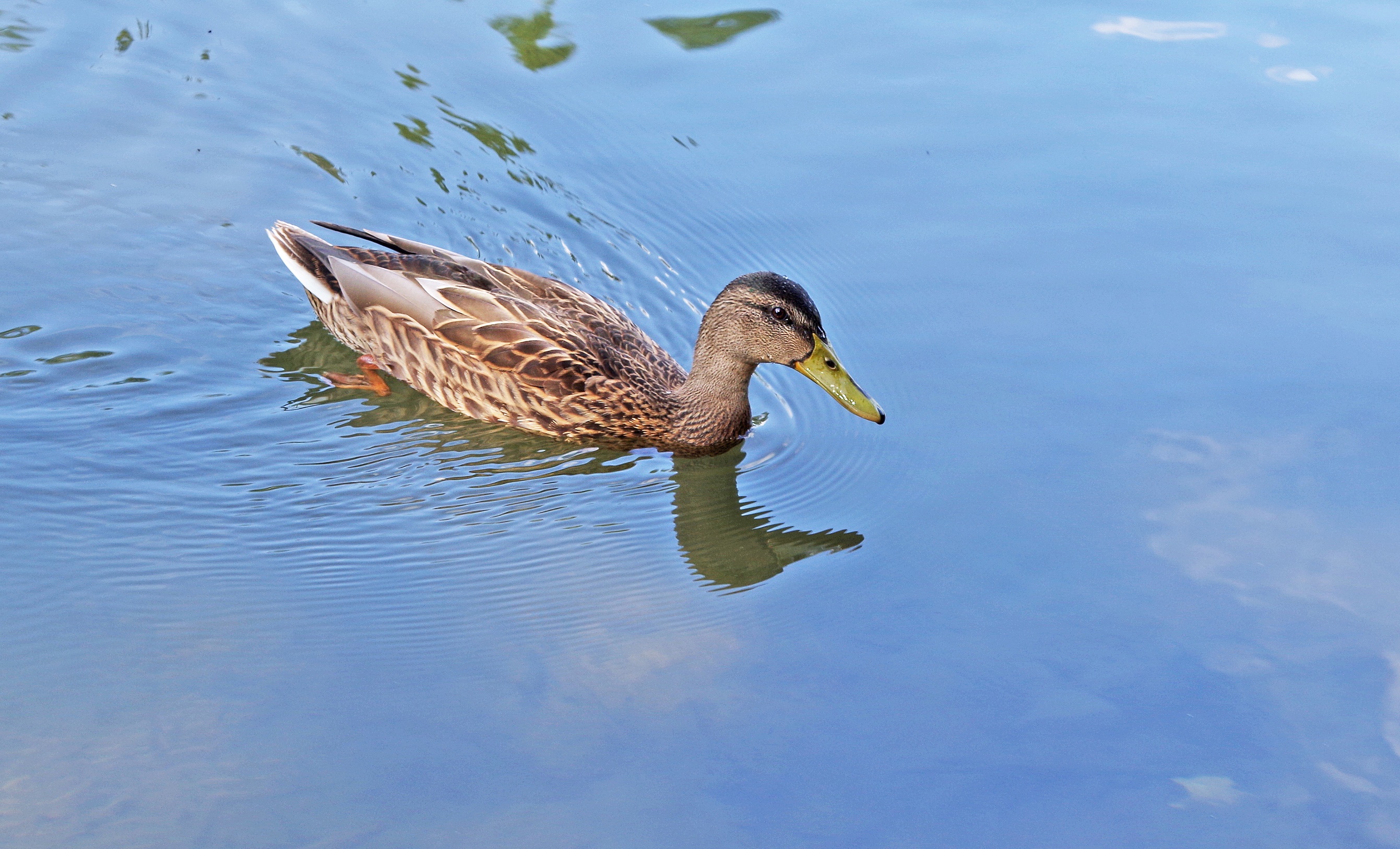 Mallard duck is swimming free image download