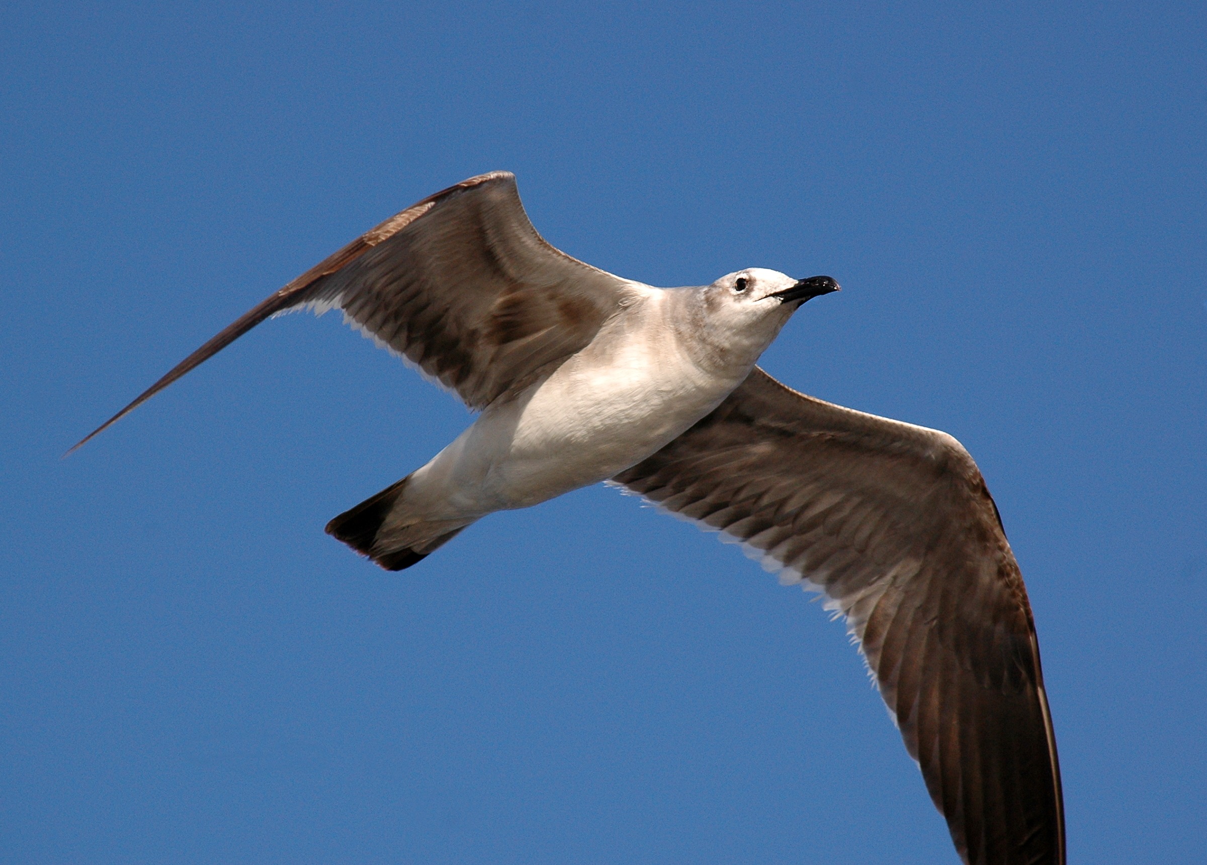 Soaring seagull in flight free image download
