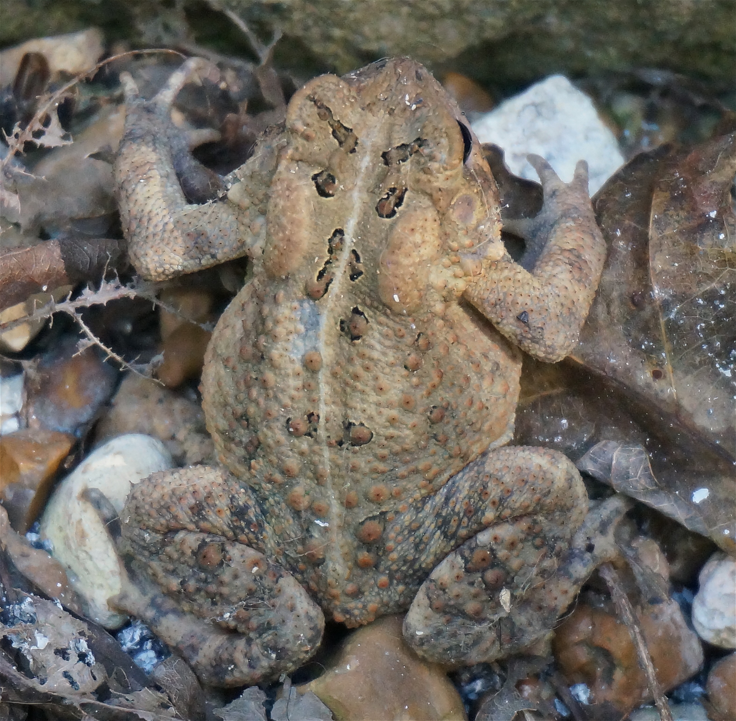 Common toad like stones free image download