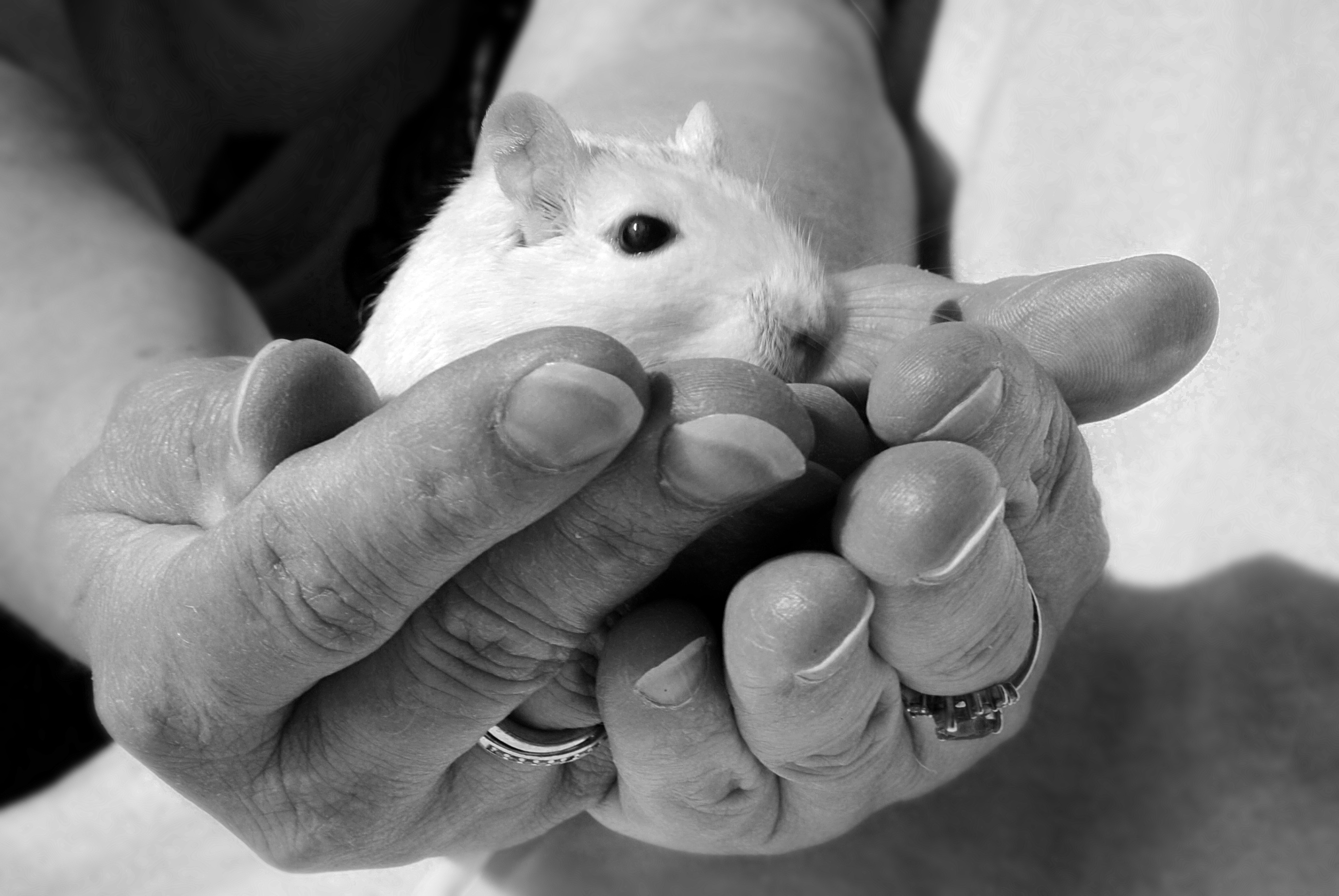 photo-of-a-white-mouse-on-hand-free-image-download