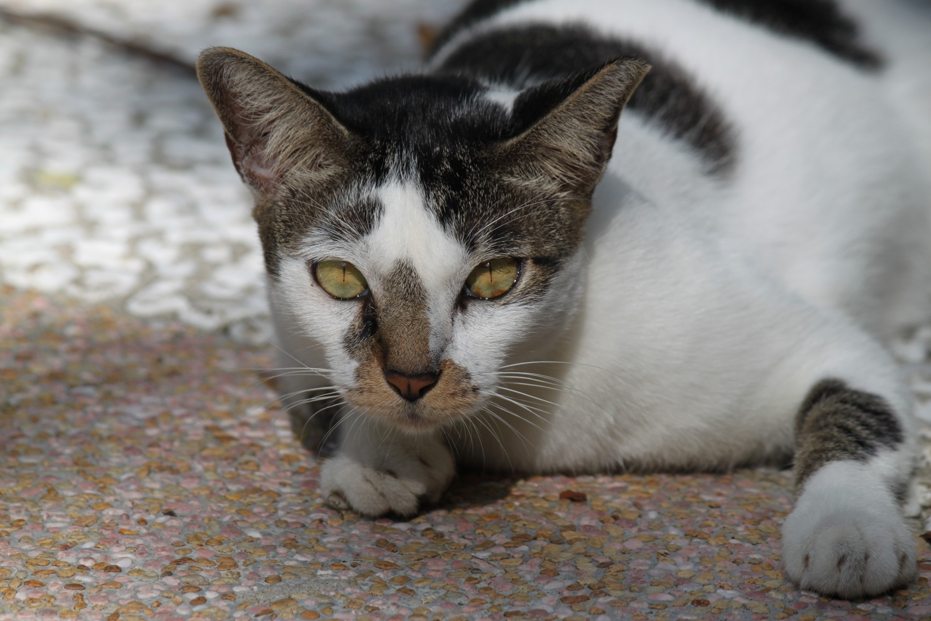 Эгейская кошка
