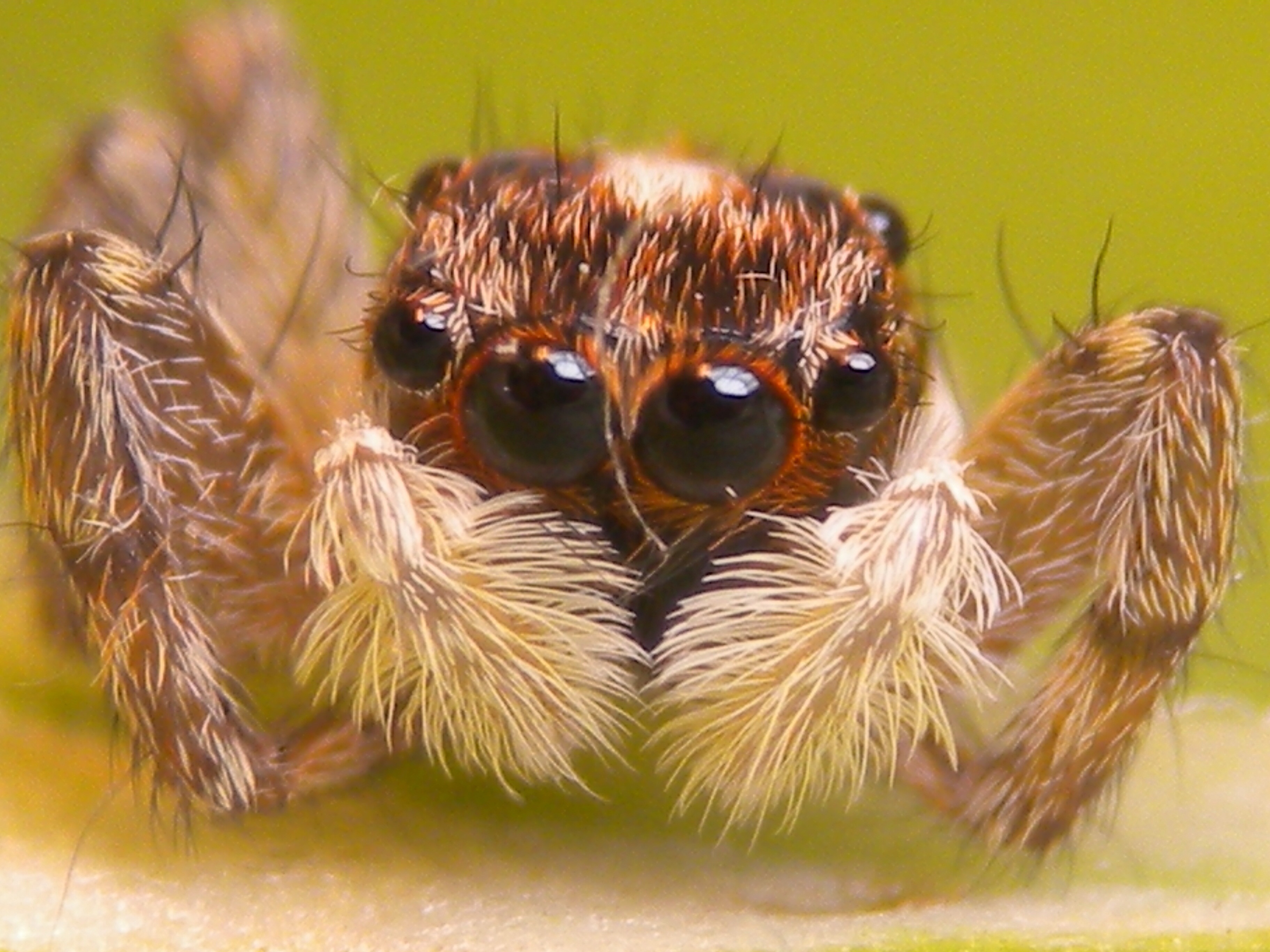 Spider with four eyes free image download