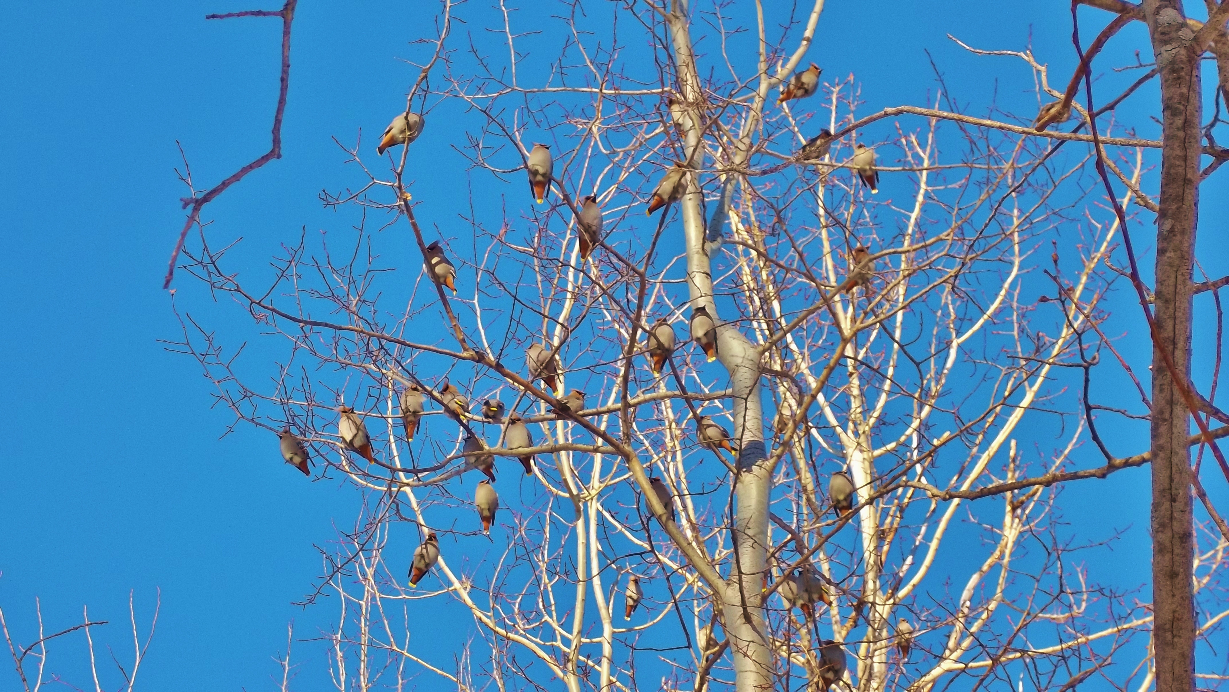 Птицы на верхушках деревьев