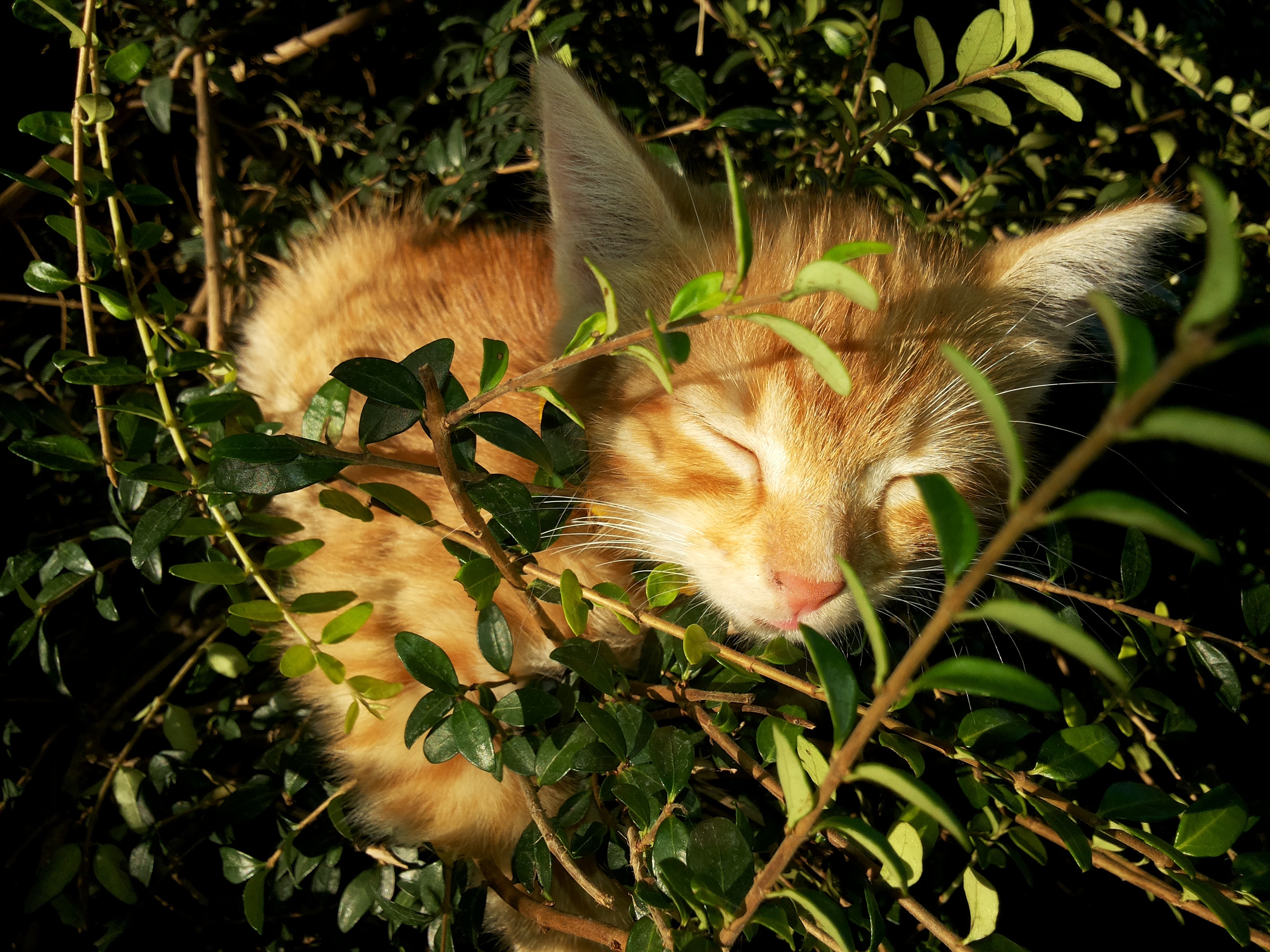 Redhead Bushes