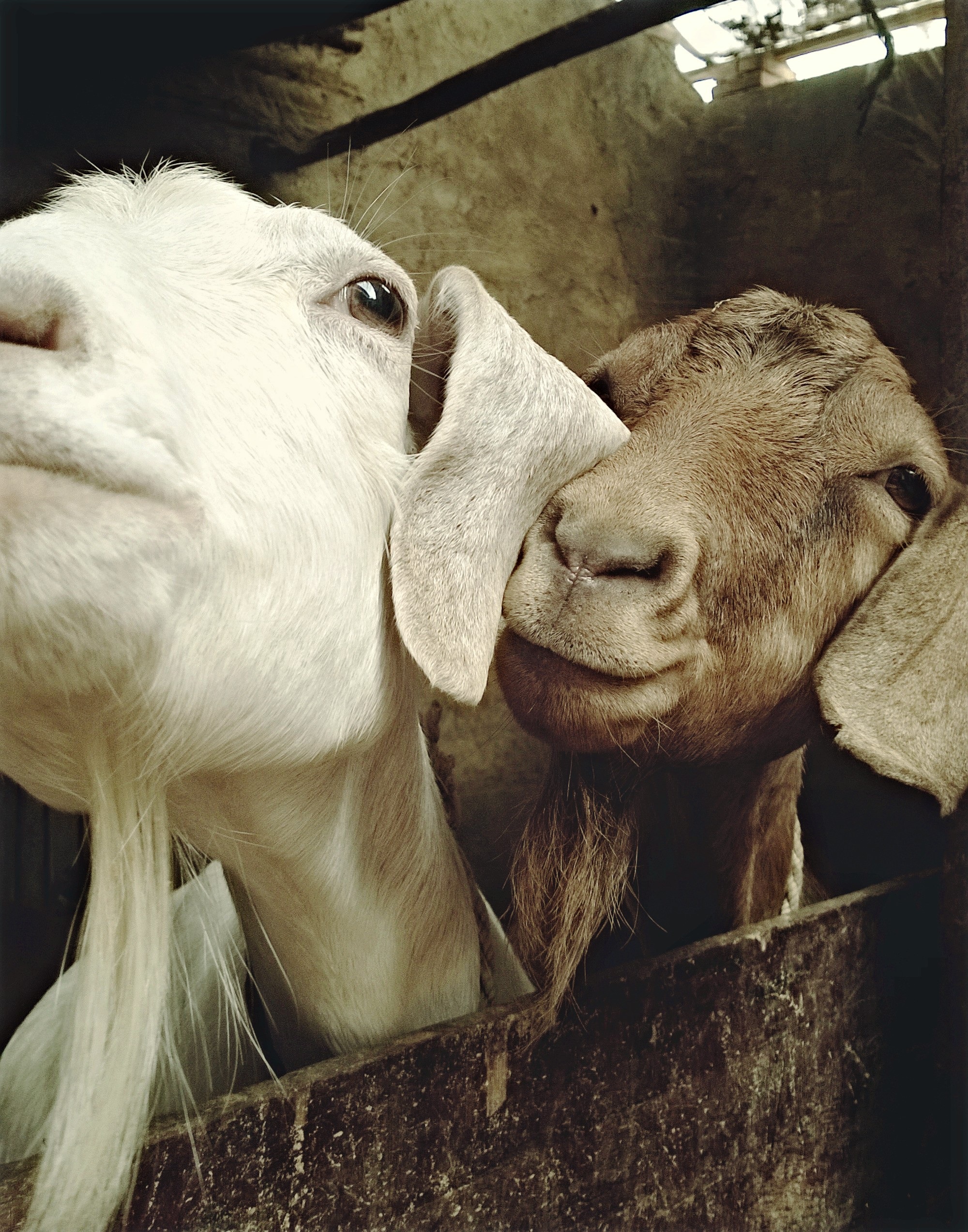 Goats with big ears free image download