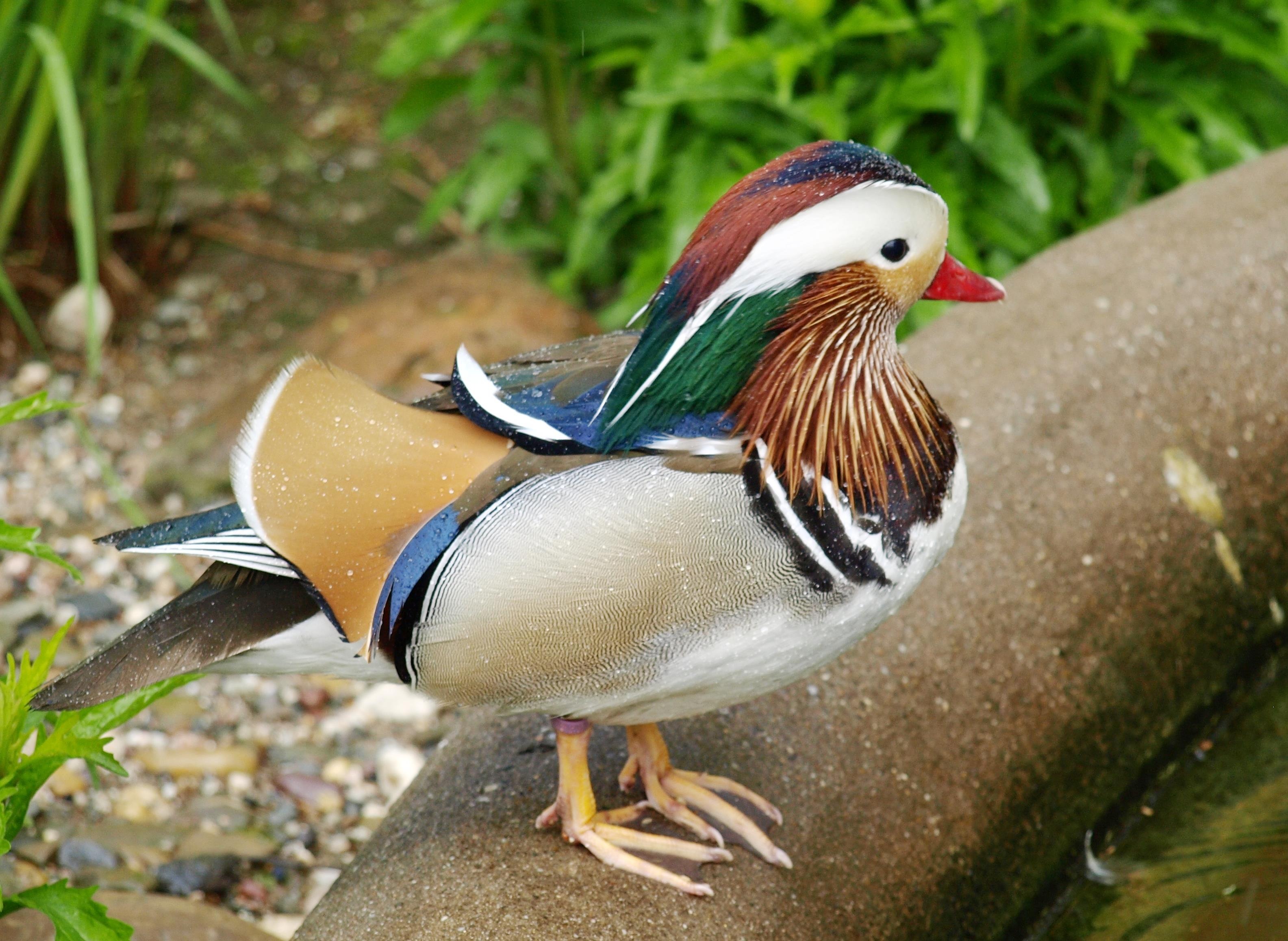 Mandarin ducks in the park free image download