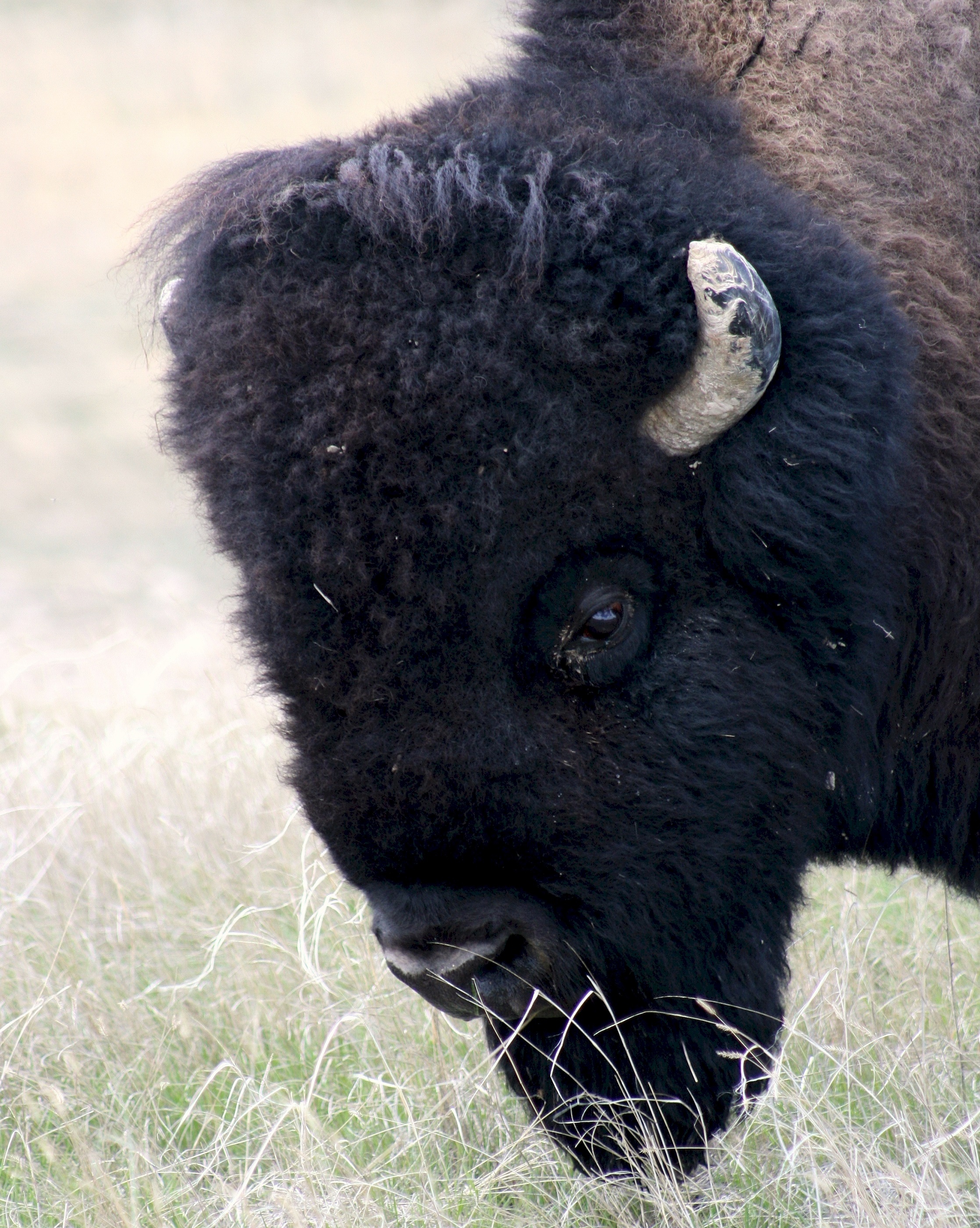 Buffalo Outcall