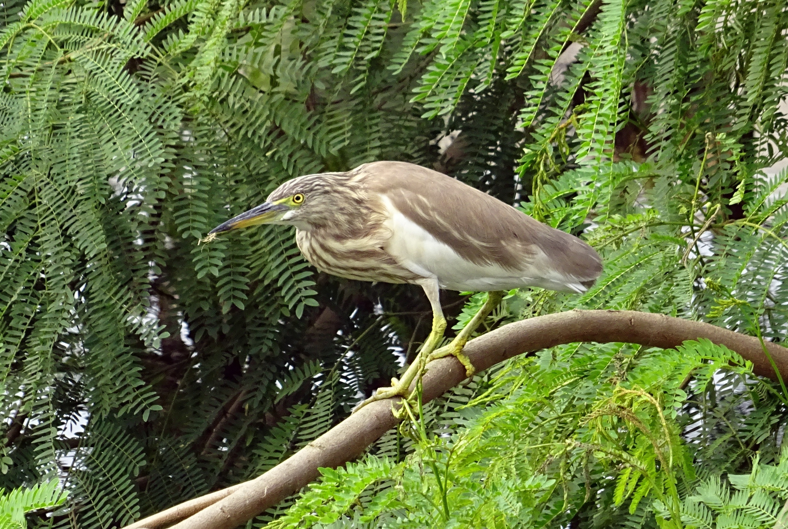 Brown Heron Bird On A Branch Free Image Download