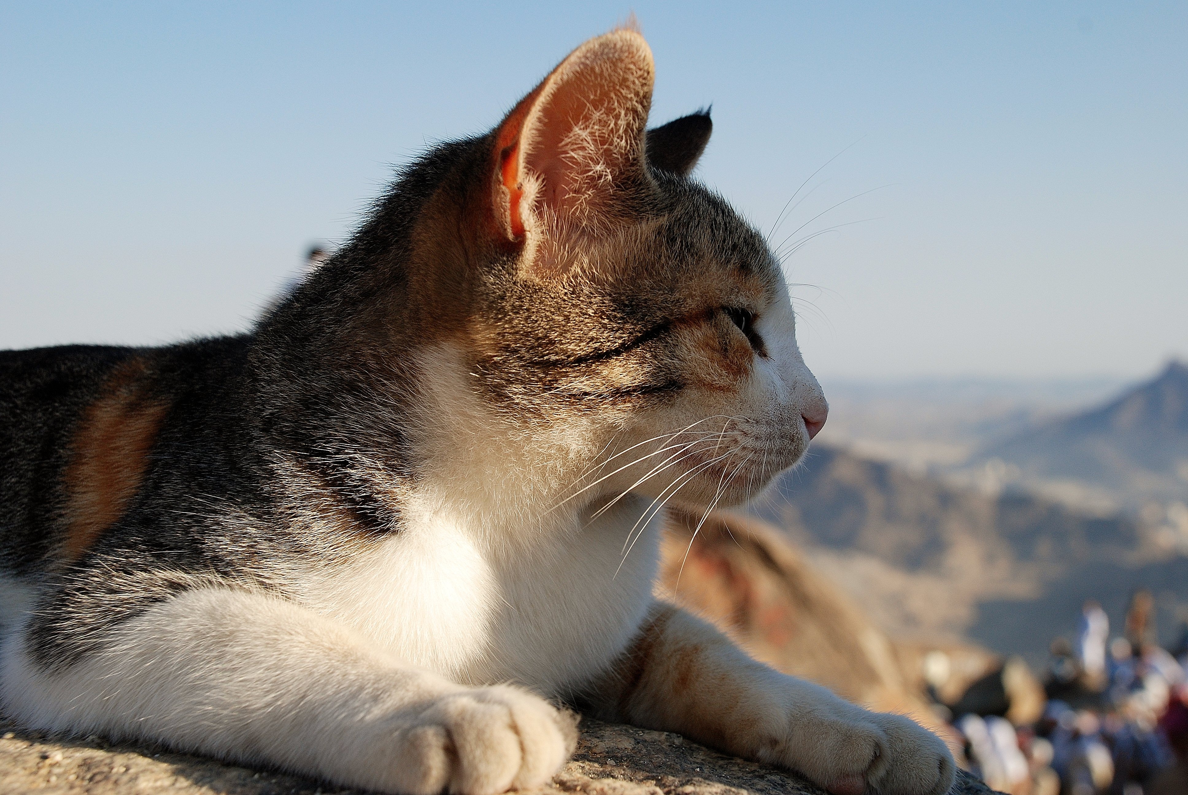 Сирийская кошка