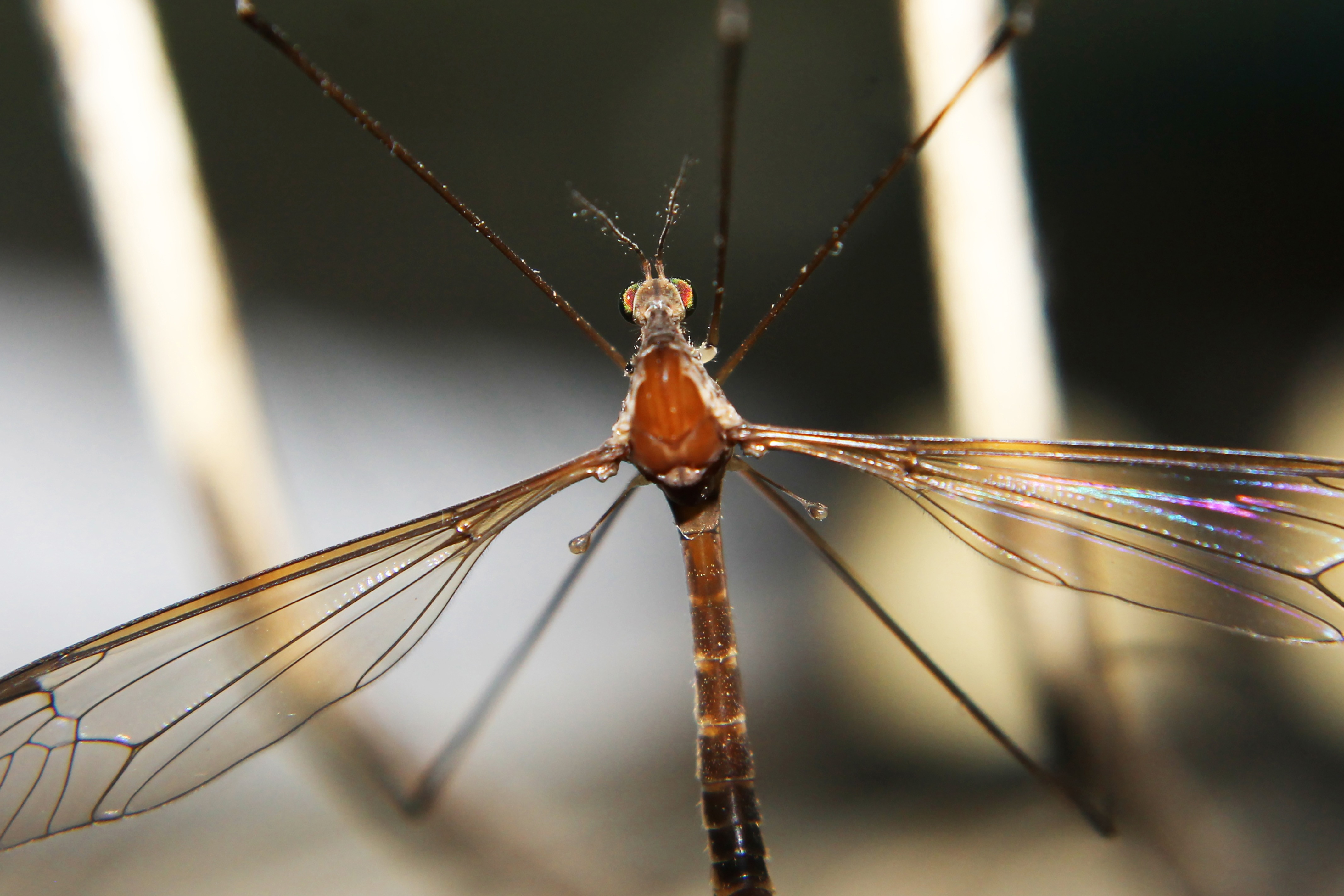 Комар малярийный комар членистоногие двукрылые. Муха долгоножка. Комар долгоножка полосатый. Долгоножка кольчатая. Малярийный комар долгоножка.