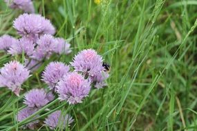 Chives Onion in bloom, purple flowers at green grass