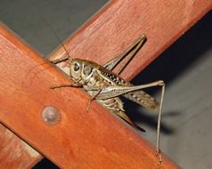 Grille Insect
