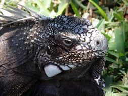 Iguana Reptile