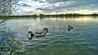 ducks on the water in the lake