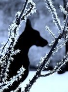 dog silhouette behind tree branches in the snow