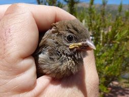 sparrow in human hands