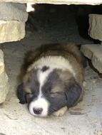 cute little puppy sleeping under a stone