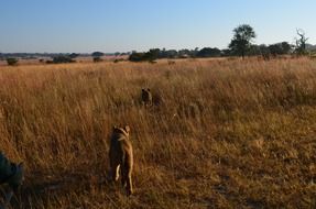 lions in high grass on a hunt