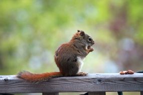 squirrel eats nuts