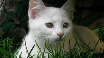 gorgeous beautiful White Kitten