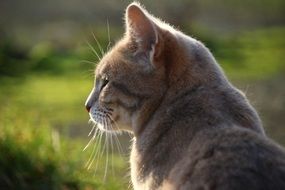 portrait of a cute cat in evening lights
