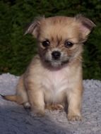 cute chihuahua puppy