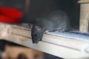 Black baby rat looks down