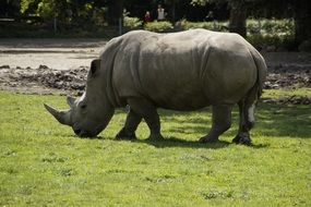 Rhino on the meadow