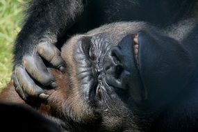 gorilla in anger