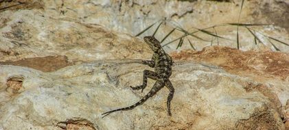 lizard on a rock in cyprus