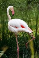 picture of the white and pink flamingo