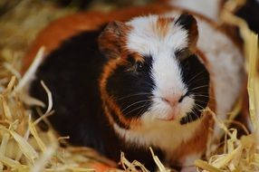 guinea pig sitting in hay