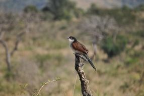 Bird in Africa close-up on blurred background