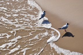 seagulls stand on the beach close to the water