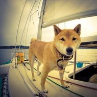 cute lovely Dog on Sailboat