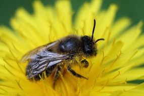 pollination process close-up
