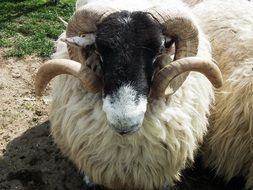 a sheep with big horns in the meadow close-up