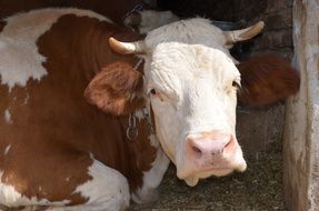 Orange and white cow