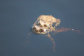 mating of toads in water
