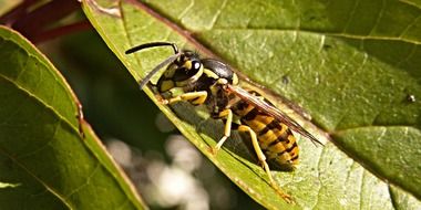 striking wasp