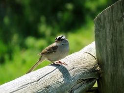 cute lovely Sparrow Bird